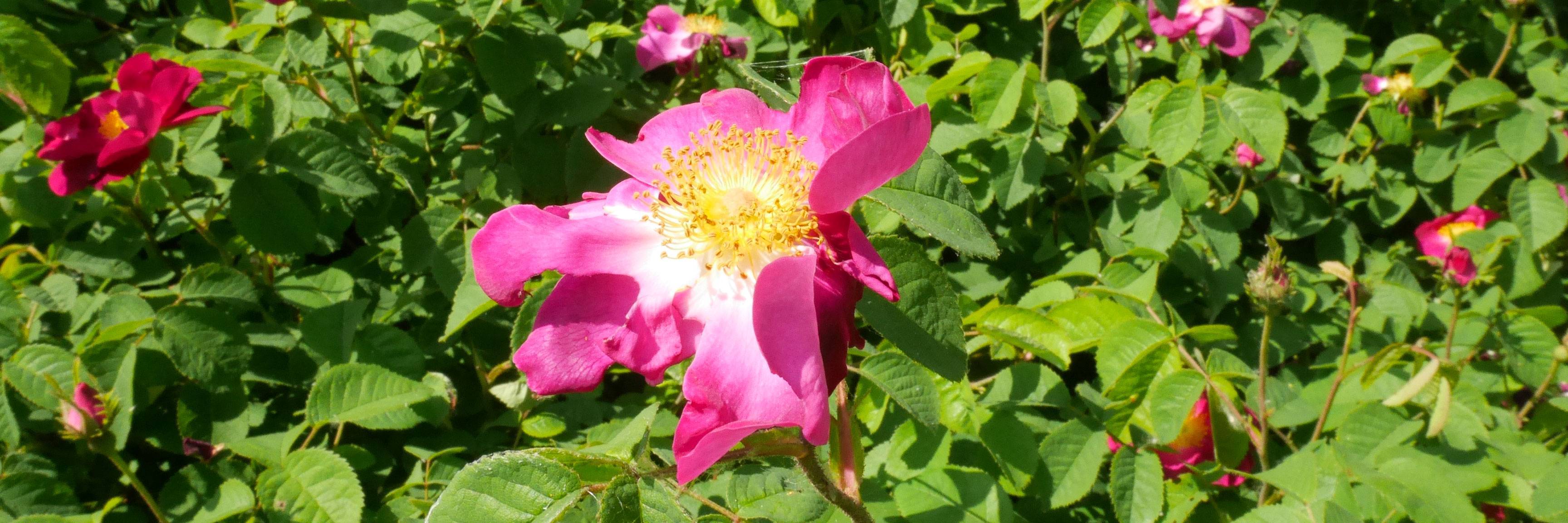 Découvrez nos collections de roses et de rosiers