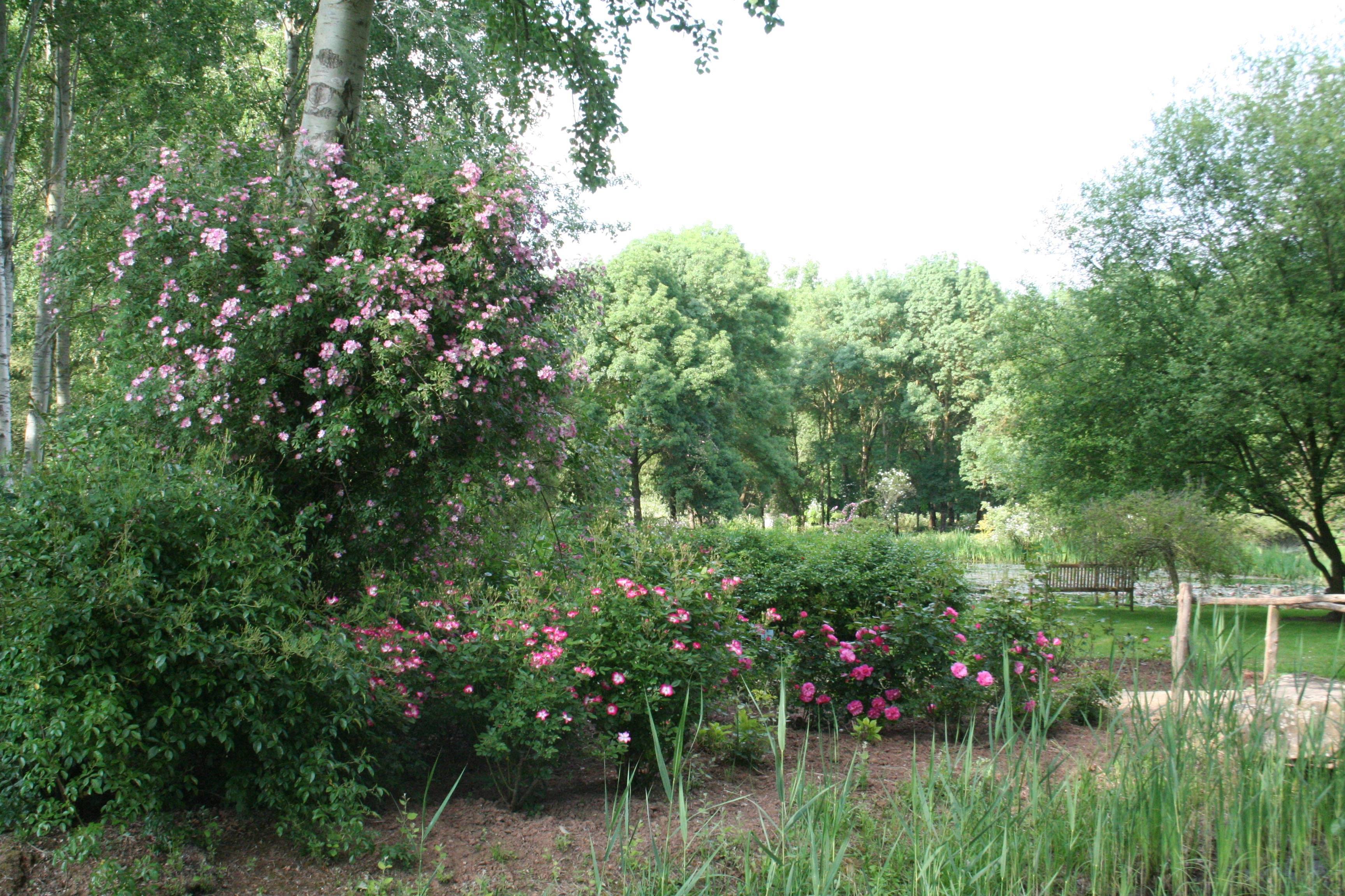 Découvrir le jardin de la roseraie les chemins de la rose