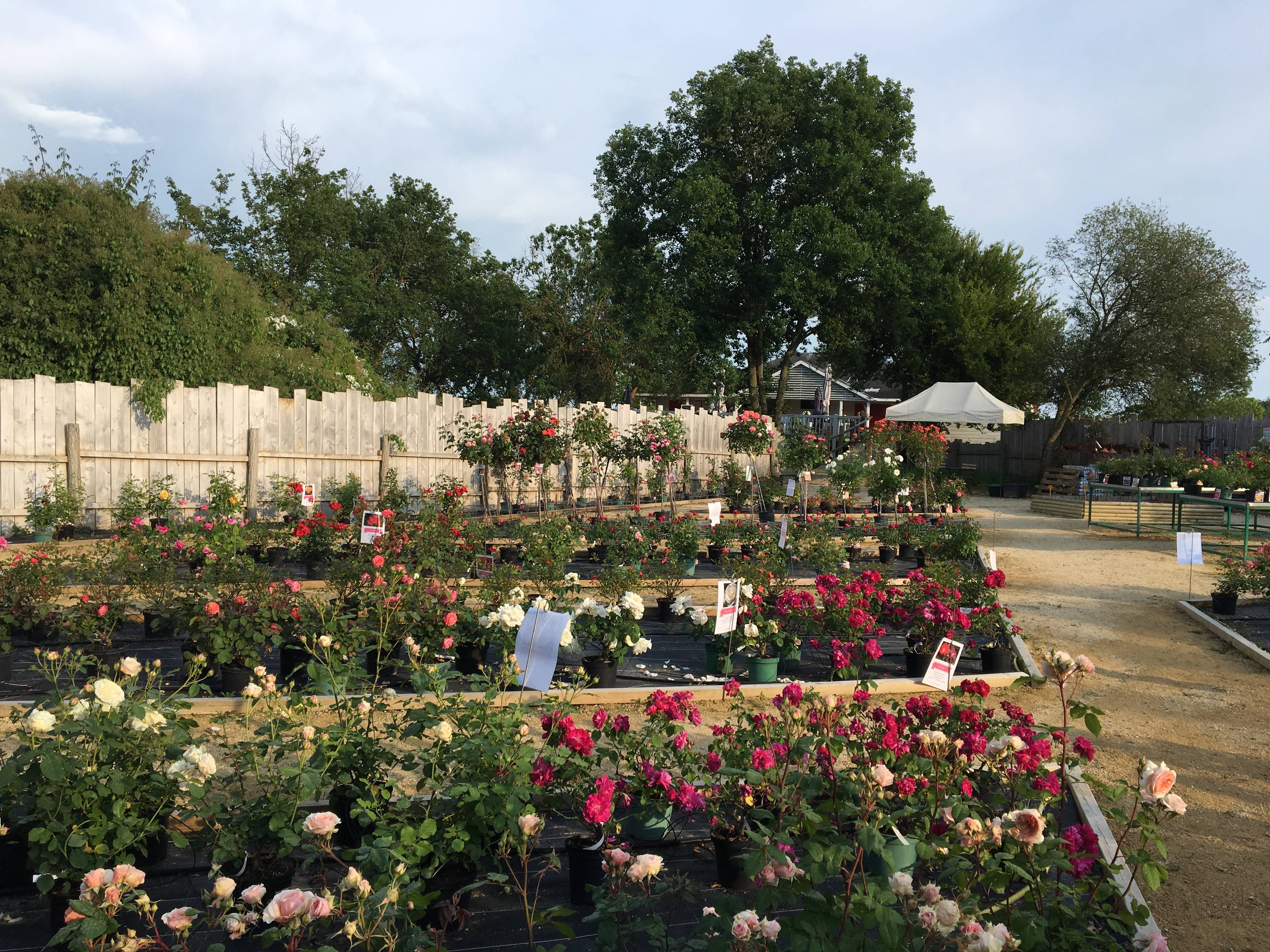 Vente de roses et rosiers