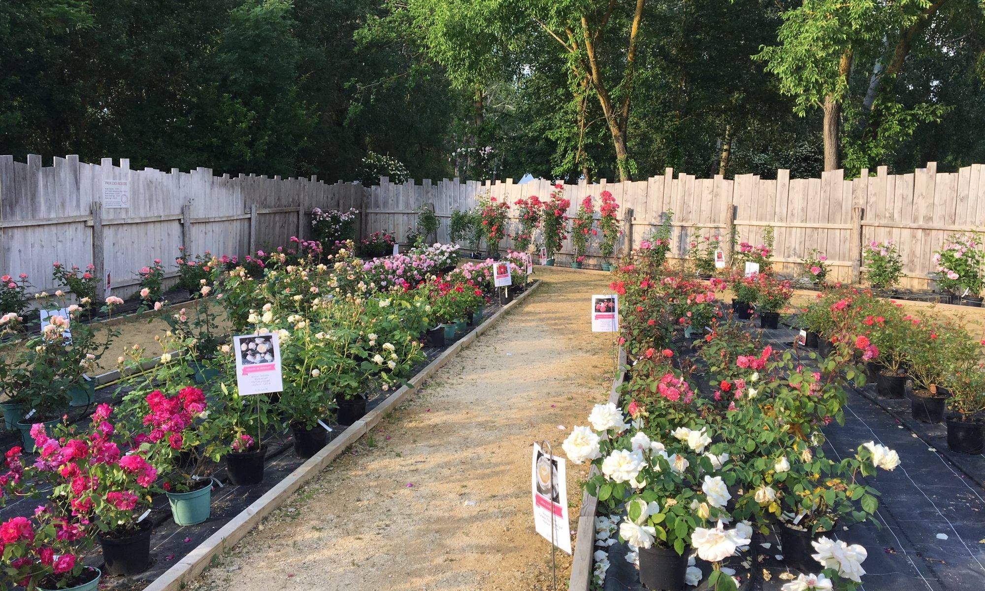 Découvrir le jardin et les variétés de roses