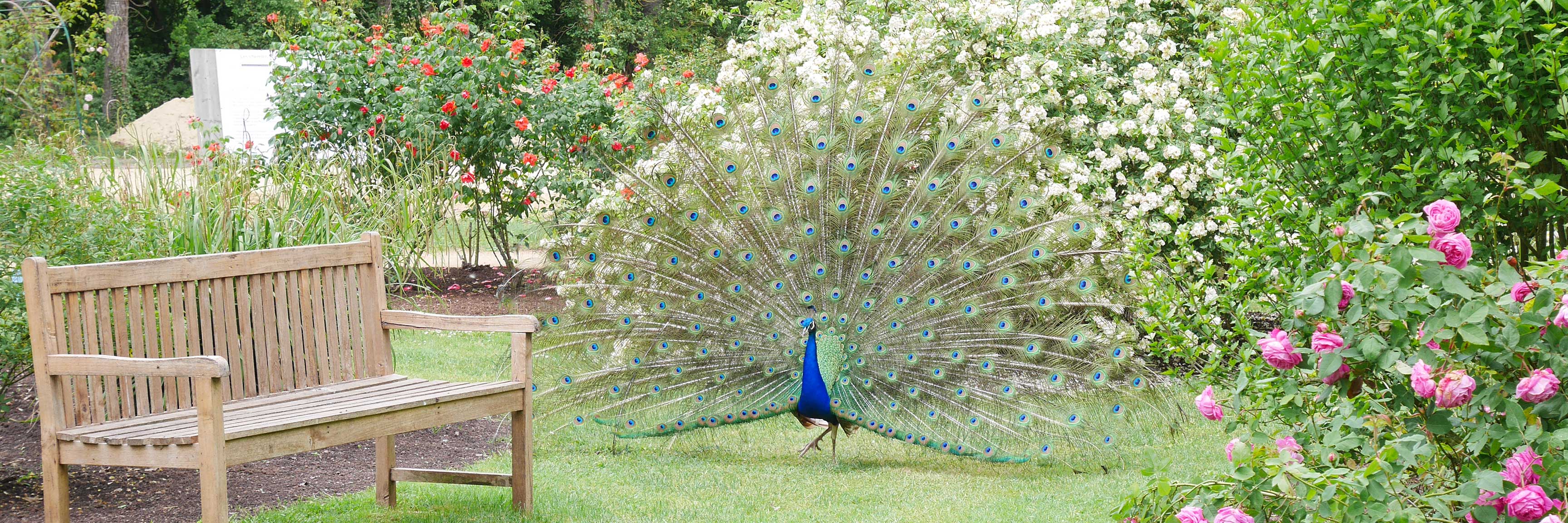 Les chemins de la rose : horaires et tarifs