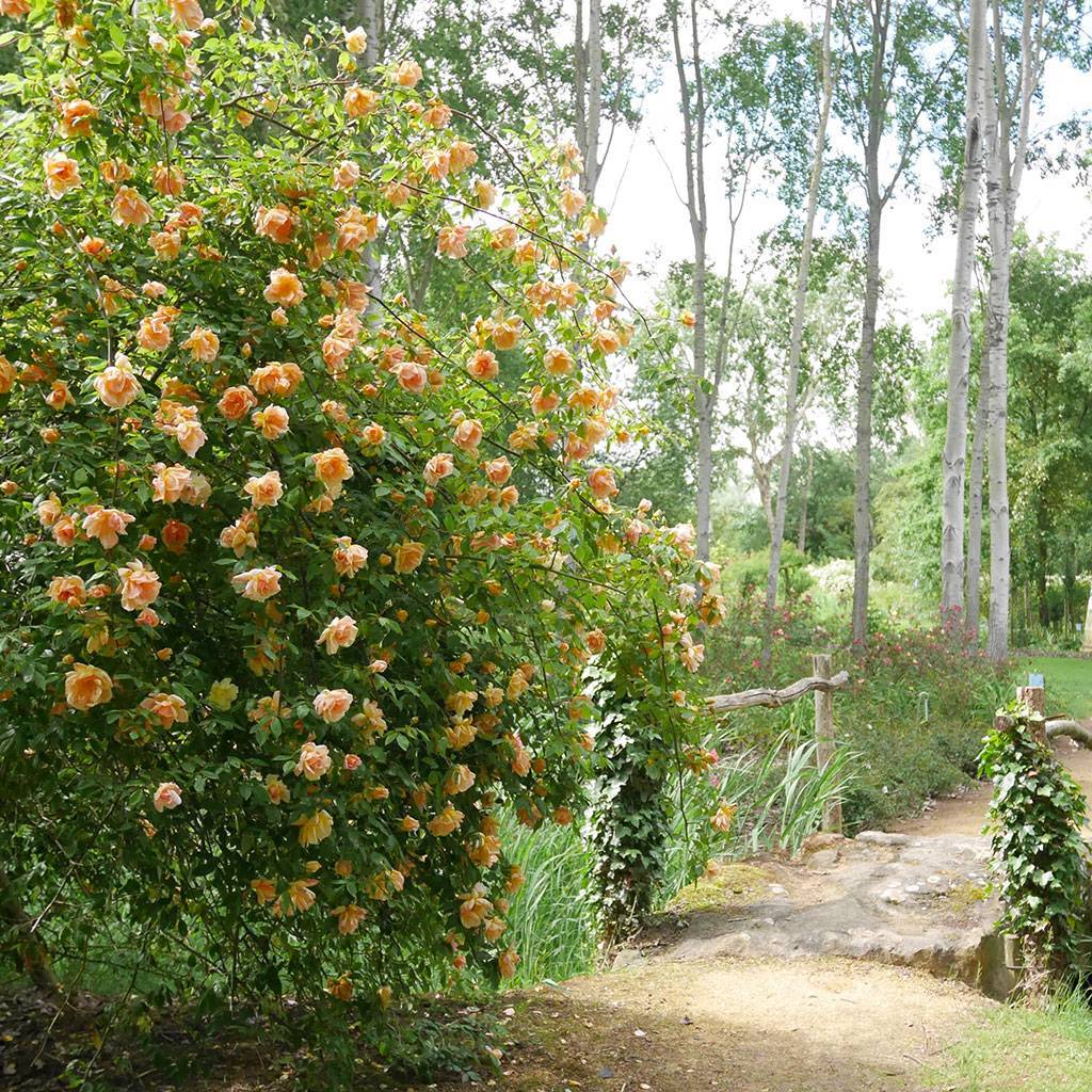 Flânez dans la roseraie de Doué-la-Fontaine