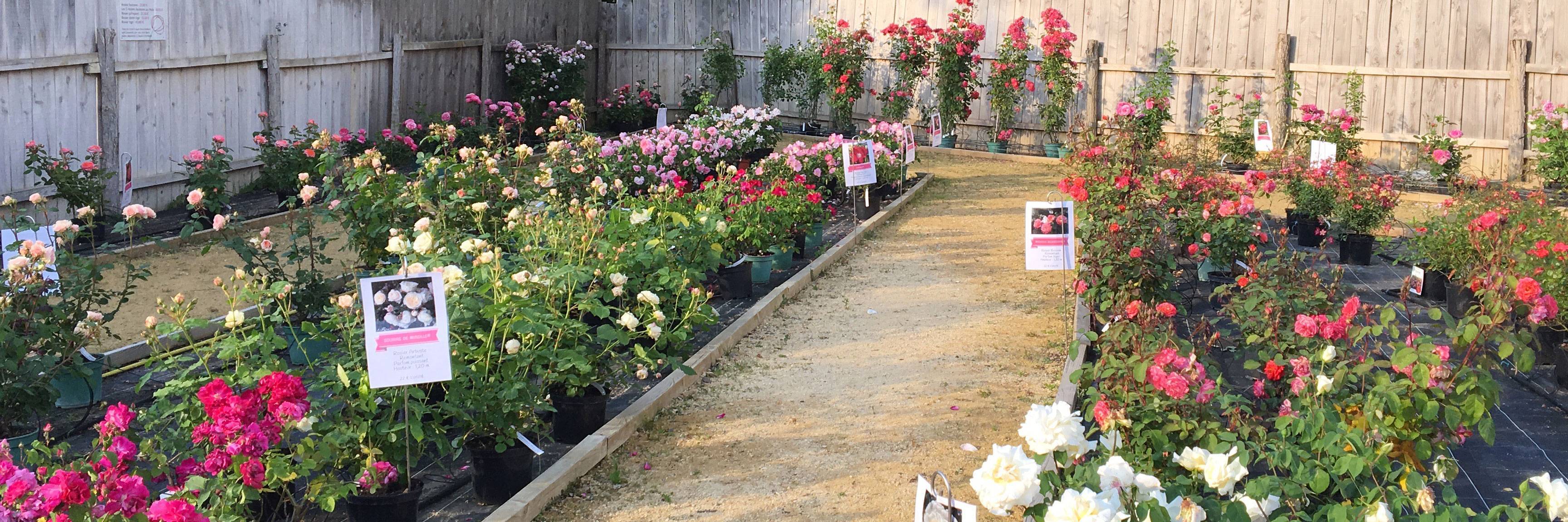 Vente de rosiers à Doué-la-Fontaine