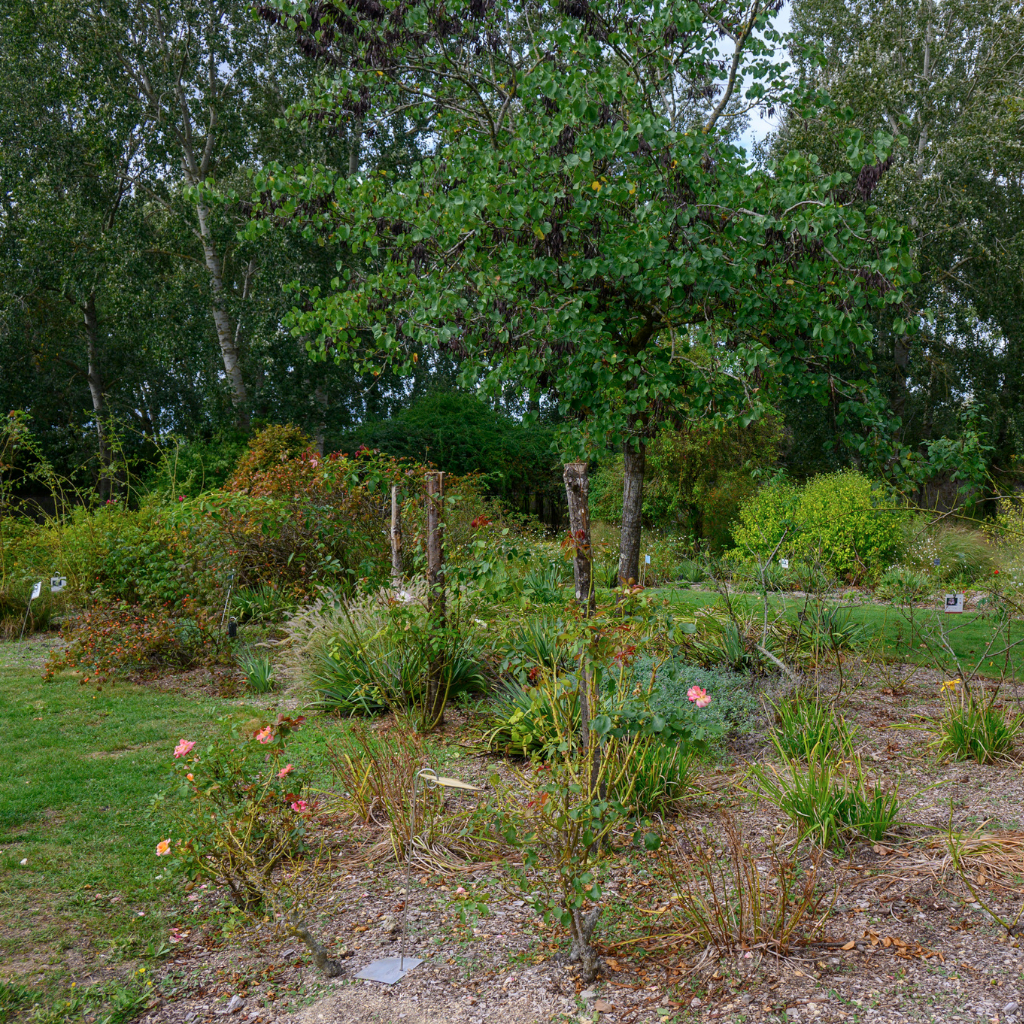 Roseraie Les Chemins de la Rose - Doué la Fontaine 49