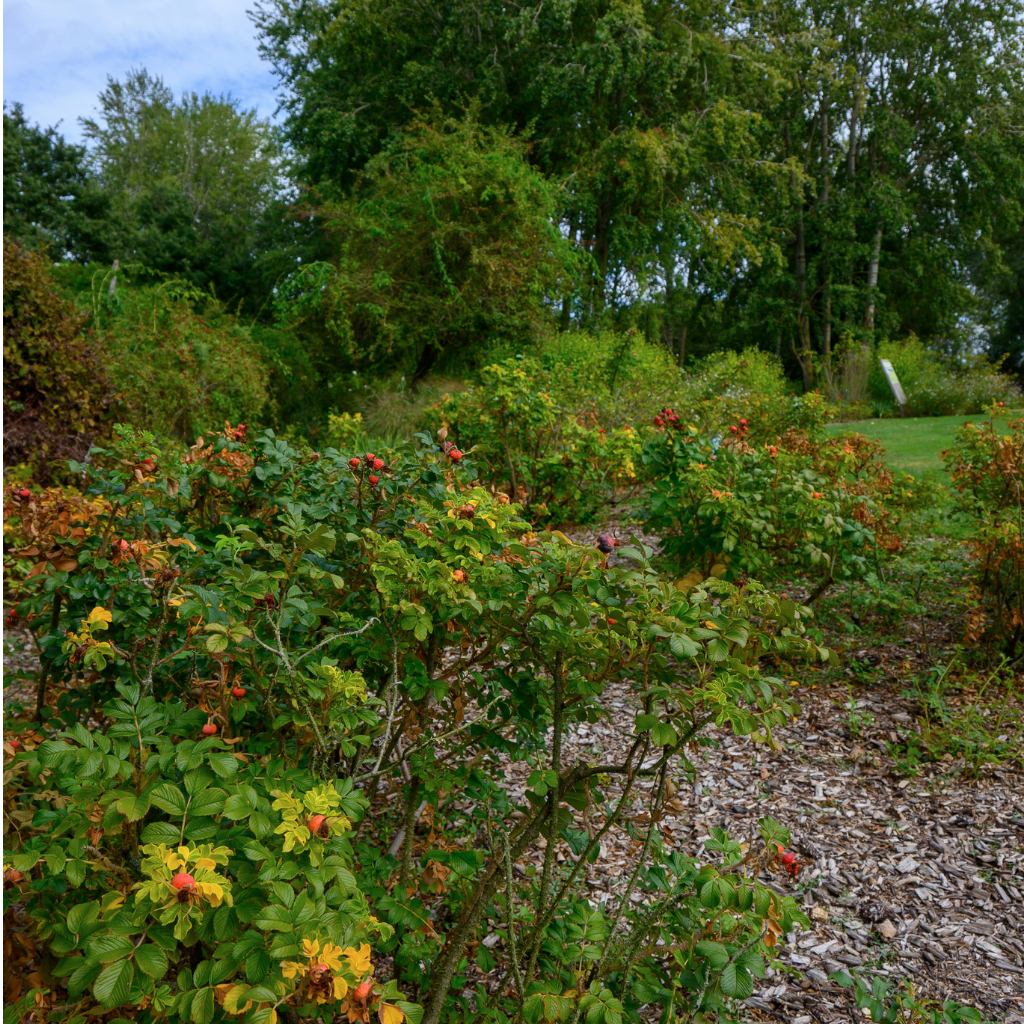 Roseraie Les Chemins de la Rose - Doué la Fontaine 49