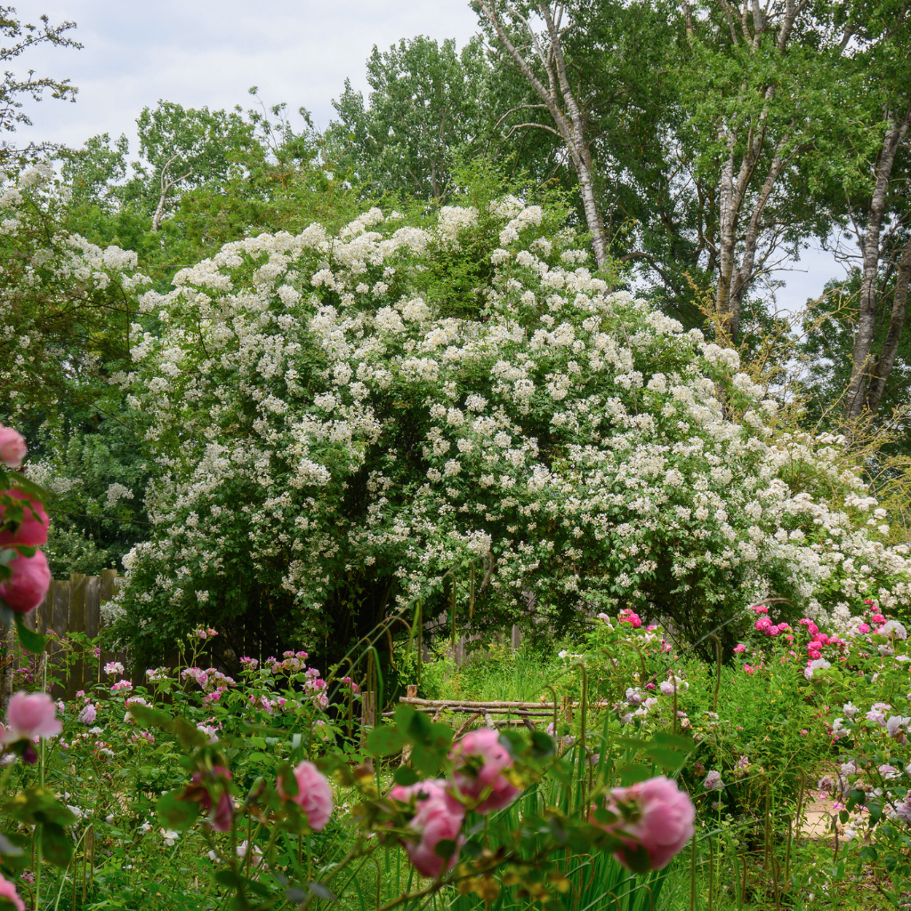 Roseraie Les Chemins de la Rose - Doué la Fontaine 49