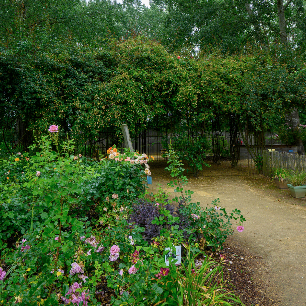 Roseraie Les Chemins de la Rose - Doué la Fontaine 49