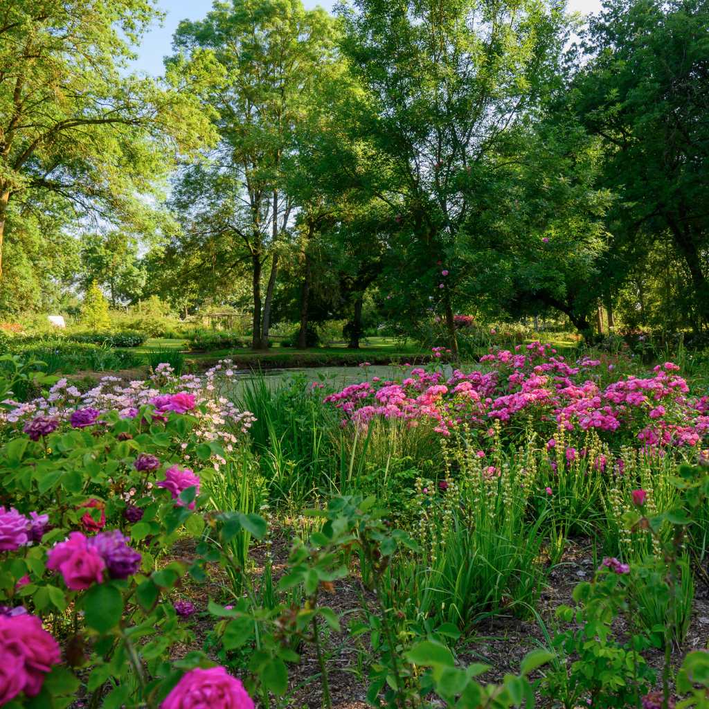 Roseraie Les Chemins de la Rose - Doué la Fontaine 49