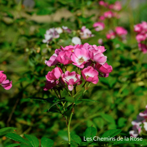 Collection de rose - Roseraie Les Chemins de la Rose - Doué la Fontaine 49