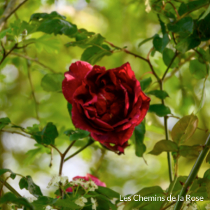 Collection de rose - Roseraie Les Chemins de la Rose - Doué la Fontaine 49