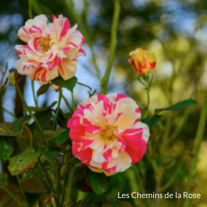Collection de rose - Roseraie Les Chemins de la Rose - Doué la Fontaine 49