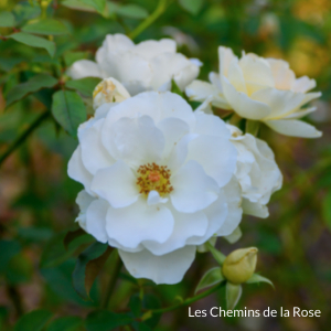 Collection de rose - Roseraie Les Chemins de la Rose - Doué la Fontaine 49