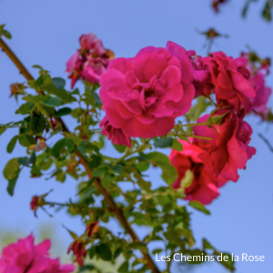 Collection de rose - Roseraie Les Chemins de la Rose - Doué la Fontaine 49