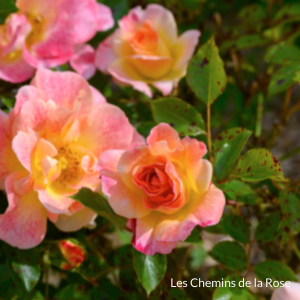 Collection de rose - Roseraie Les Chemins de la Rose - Doué la Fontaine 49