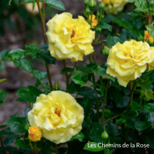 Collection de rose - Roseraie Les Chemins de la Rose - Doué la Fontaine 49